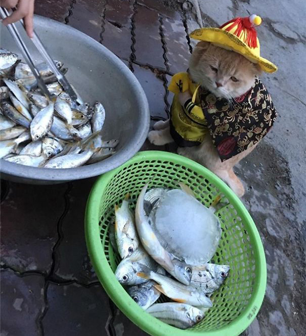 Chú mèo bán cá, thịt gây sốt ở chợ Hải Phòng